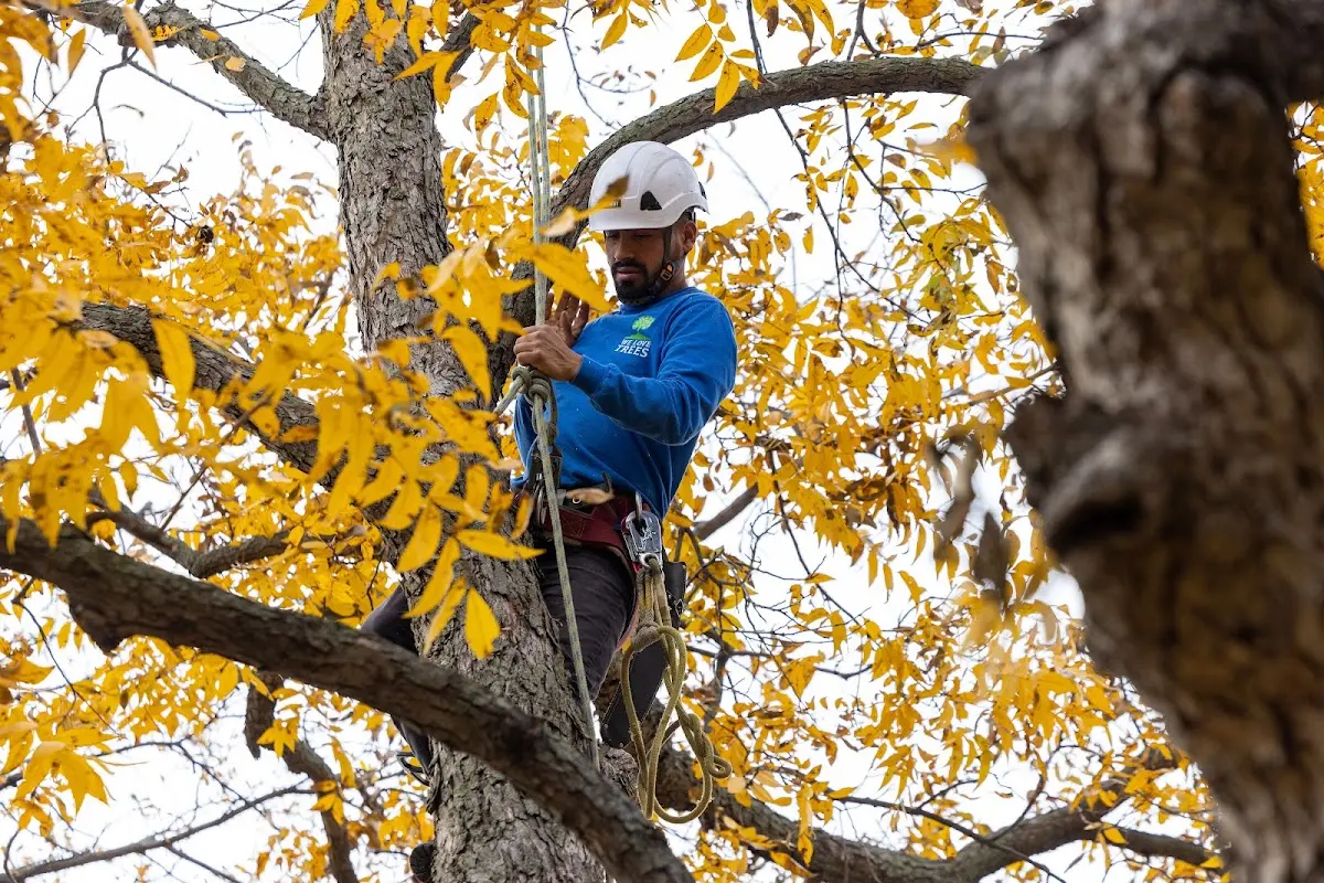 Skilled Tree Trimming crew working in Salome